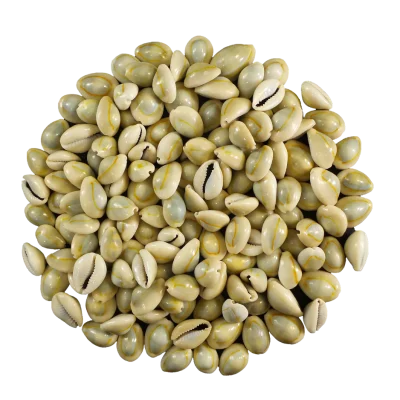 Cowries